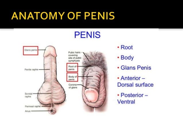 penis glans restoration Amazing sexy ladies in nude